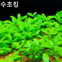 [수초킹] 키우기 쉬운 스파란터스 인디커스 / 수초맛집 초보수초 새우놀이터 구피키우기 구피어항 구피 새우 수초농장 수초도매 구피수초 구피어항 새우수초 인기수초, (특가) 3촉