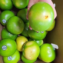 실속못난이 메로골드 청자몽 사이즈랜덤, 1box, 10kg내외