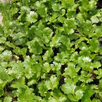 장미농원 다양한 쌈채소모종 2개-상추 케일 고수.., 2개, 고수모종