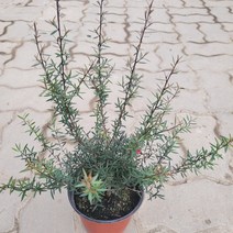 가홈플라워 호주매화 공기정화식물 꽃 식물 모종 겨울꽃