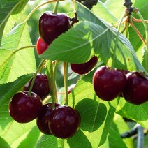 [모든원예조경] 체리나무 묘목 (조대과) 접목1년생 특묘 체리묘목 과수 유실수