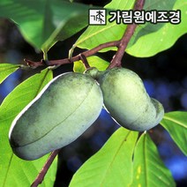 포포나무 가림원예조경, 포포나무 실생1년생(2개세트)