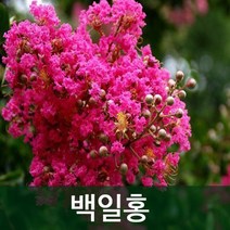 순희농장 배롱나무 모음 (2022), R8(25cm전후), 1개