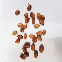 참빗살나무씨앗20g(300립)
