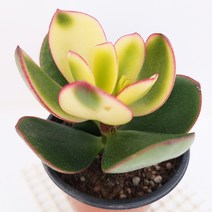 염좌금 다육이 중품 염자 크라슐라 속 칼라염좌1-30, 단품