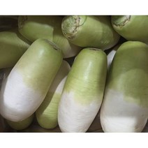 [윤가네세자매] 국내산 제주 월동 무 10kg 20kg, 제주월동무10kg