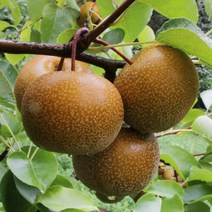 이베따 광양 참 산돌배 10kg(무선별), 단품없음