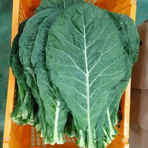 유기농 케일 / 신선초 1kg(녹즙용 주스용 스무디용 샐러드용 녹즙재료), 케일 1kg