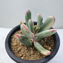 [메카다육]21-0531 원종방울복랑금(화분포함) 다육식물 선인장 다육금 다육철화 두들레야 아프리카식물 코노피튬 하월시아 수입다육이 국민이