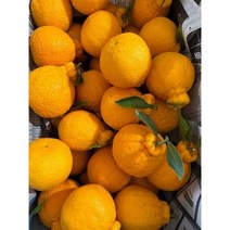 제주 한라봉 가정용 가정용 5kg 10kg 소과 중과, 10kg 소과(50과수 내외)