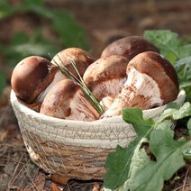 솔방 참송이 버섯 최상품 친환경재배 당일수확 산지직송, 선물포장, 1kg