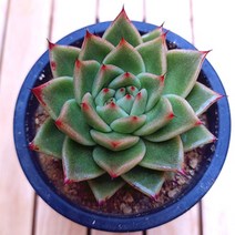 신라이 실내 키우기 쉬운 거실 다육 화분80 랜덤발송, 단품