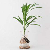 나루플랜트 수경재배식물 건강한 21종 식물 모음, 8.아레카야자