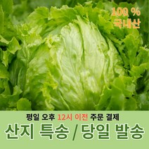 양상추 6통 / 12통 / 깐양상추 8kg 산지직송 당일 배송, 양상추 벌크 12통