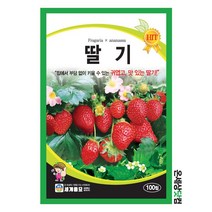 딸기 100립 / 딸기 씨앗 종자 과일