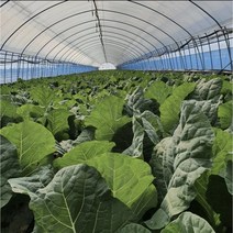 유기농 케일 신선초 주스용 즙용 1kg 2kg 무농약 채소 농장 녹즙, 신선초 4kg