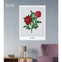 아이엠스톡 인테리어 액자 ﻿Rosa centifolia 장미 011 캔버스액자, 캔버스(테두리 없음)