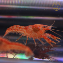 미니 오렌지 가재 3cm 내외