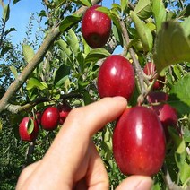 NS미니사과나무 루비에스성목R4(결실주)