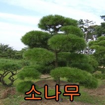 적송 소나무 실생3년생 분묘10그루