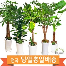 개업 축하 화분 대형 전국 당일배송, 17. 콤팩타