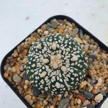 [메카다육]51-0702 슈퍼투구(실생 선인장)화분포함 다육식물 다육금 다육철화 두들레야 아프리카식물 코노피튬 하월시아 수입다육이 국민이, 1개