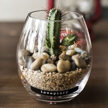 러브피어리 다육테라리움 미니화분 DIY KIT, 홍기린