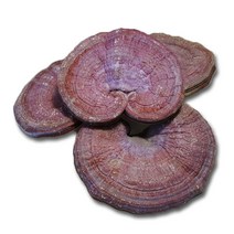 동의한약나라 국내산 명품 영지버섯 1kg, 1개, 국내산 최상급 1kg