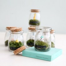 가훼하우스 [미니화분 테라리움]미니푸딩모스, 미니푸딩모스_플라워화분