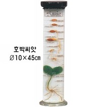 액침표본(식물발아순서) / 호박씨앗, 1개