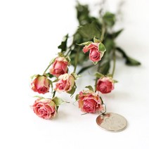 로맨틱노벰버 드라이플라워 미니장미, 미니장미 러블리핑크(7송이)