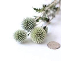 로맨틱노벰버 드라이플라워 수입플라워, 에키놉스