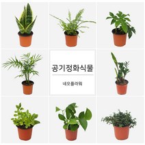 네오플라워 공기정화식물 꽃화분 허브, A98.거북등알로카시아