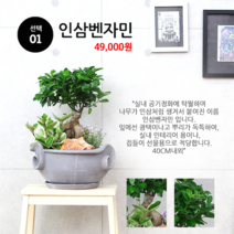 하트앤플라워 49 000원, 1_인삼벤자민, 1개