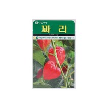 꽈리씨앗 50립