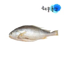해물총각 손질 부세조기 1마리, 400g이상