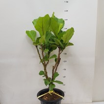 온누리농원/ 떡갈나무/공기정화/반려식물, 떡갈나무, 1개