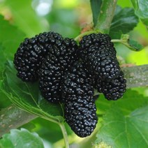 해마을 2022 최상급 햇오디, 1개, 10kg