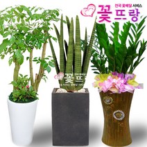 개업식화분 공기정화식물 관엽식물 전국꽃배달서비스 개업화분/축하선물, C06 크로톤, 1개