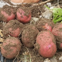 친환경팔도 [팔도농장] 속이노란 붉은 홍감자 (대)10kg 햇 감자 카스테라감자, 단품, 단품