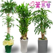 꽃뜨랑 2m대형화분 개업화분 행운목 금전수 스투키 전국당일꽃배달, A07 고무나무, 1