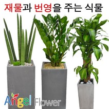 엔젤플라워 인기폭발 공기정화식물 초특가 개업화분 전국꽃배달, A17 율마, 1개