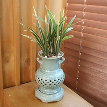 다덴다플라워 동양난 서양난 선물 축하 승진 이사, 06.동양난 금기