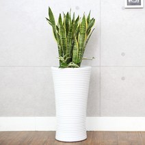 다덴다플라워 공기정화식물 중소형 화분 개업식 집들이 축하 선물, 11_산세베리아