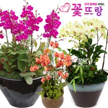 꽃뜨랑 화려한서양란 호접란 만천홍 포춘 개업난 개업화분 전국꽃배달서비스 꽃화분, A18 노랑심비디움(중), 1개