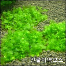 고피쉬수족관 민물미역모스활착타일1판