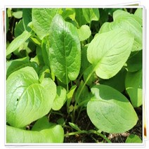 행복한정원 곤드레나물 고려엉겅퀴 3포트 야생화