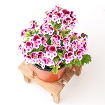 갑조네 꽃 생화 꽃화분 공기정화식물, 랜디, 1개