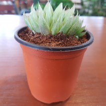 인커피식물카페 하월시아(소) 자옥로 공기정화식물 플랜테리어