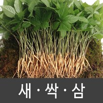 장성 새싹삼 새싹인삼 특 대 중 소, 1box, 대 (50뿌리)
